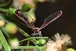 Losbanosia hibarensis