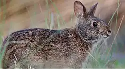 Photo of a rabbit with short ears