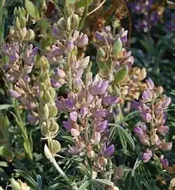 The summer lupine, Lupinus formosus