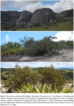 Merianthera calyptrata pictured in habitat