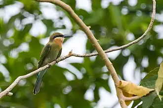 Merops philippinus (Blue-tailed Bee-eater) photographed in Cavite, Philippines