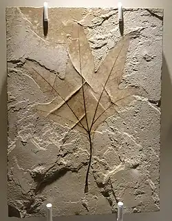 Macginitiea leaf, Platanaceae, Clarno Formation, Oregon