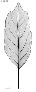 X-ray of leaf
