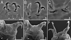 Six images of Macrobiotus rybaki under PCM and under SEM, a typical claw conformation. Scalebars in micrometers.
