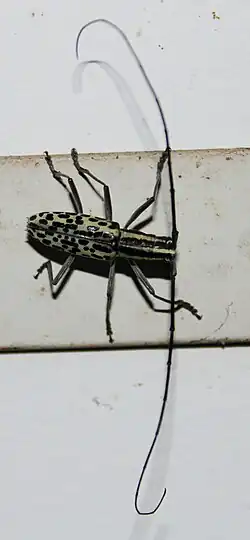 Macrochenus tigrinus