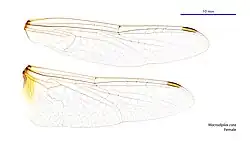 Female wings