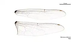 Male wings