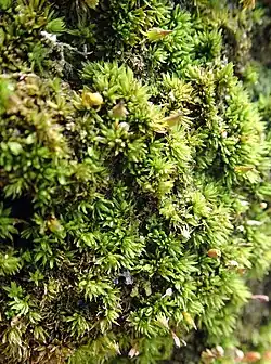 Green moss