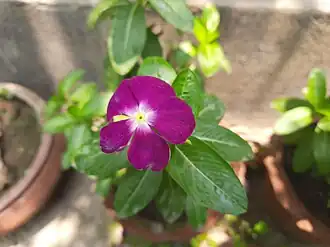 Purple Catharanthus roseus