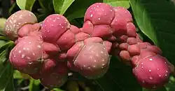 Maturing fruit