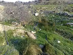 Image 21Mahis in northwestern Jordan (from Wildlife of Jordan)