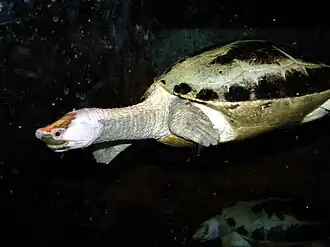 At Newport Aquarium, Newport, Kentucky