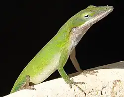 Anolis:, About 45 species from Cuba, Hispaniola, Bahamas, Little Cayman and southeastern United States (shown: Anolis porcatus)