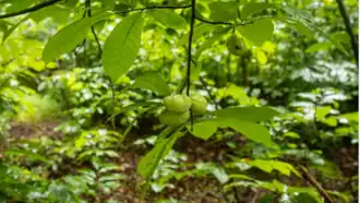 Paw paw (genus Asimina)