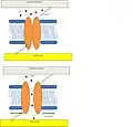 Mammalian hair cell model. Channel opens via tethers in response to a disturbance in either the extracellular matrix or cytoskeleton. Figure adapted from Lumpkin et al.[66]