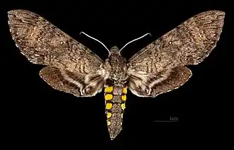 Manduca diffissa mesosa♂