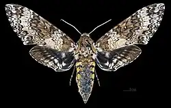 Manduca rustica harterti, dorsal view