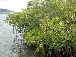 Small mangrove on Îlet Duprey