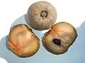 Manilkara zapota, sapodilla