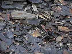 Black Shale
