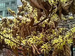 Hamamelis x intermedia cv. (Hamamelidaceae)