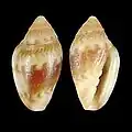 Marginella anna Bazaruto Is., Mozambique