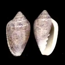 Marginella broderickae South East Cape South Africa