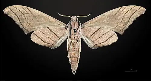 Female M. c. titan, underside