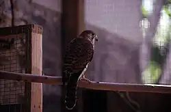 A kestrel sitting on a branch in a cage