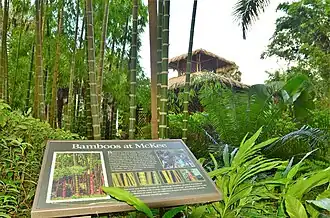Bamboo area in the garden.