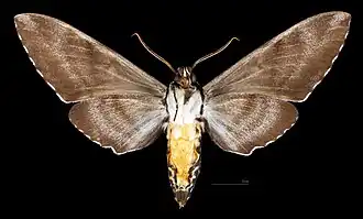 Male M. a. scribae , ventral view