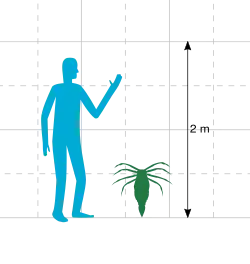 Size comparison of ''Megarachne'' and a human