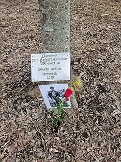 Memory tree over Svante Grande