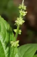 Dog's mercury