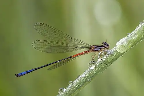 Mesamphiagrion laterale immature male