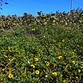 Sea Grapes and Dune Sunflowers