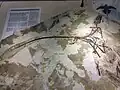 Microraptor specimen on the second floor.