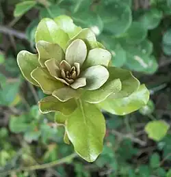 New leaves of Mimusops afra.