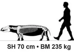 Skeleton of the primitive proboscidean Moeritherium lyonsi