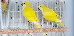 Pets with yellow mutation