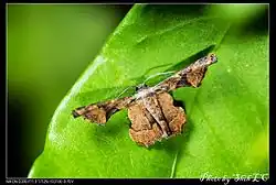 Monobolodes prunaria