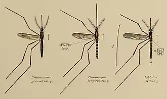 Coloured drawing of three mosquitoes displayed as scientific specimens