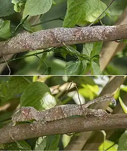 Leaf-tail gecko (Uroplatus)