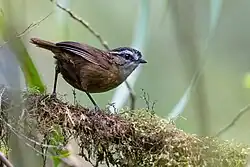 Scruffy brownish bird with black and white face