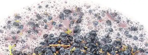 Grapes fermenting during wine production.
