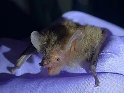 Brown bat