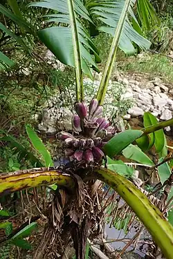 Musa itinerans var. chiumei