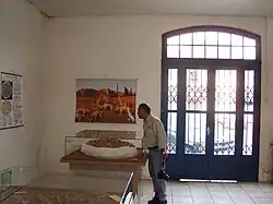 Visiting the Museum (Cynodonts)