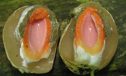 Cross section of the young 'egg'