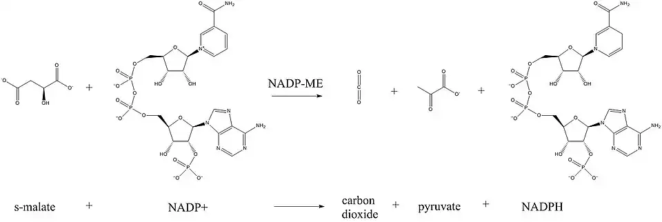 ChemDraw generated NADP-ME chemical reaction detailing the chemical structures involved.